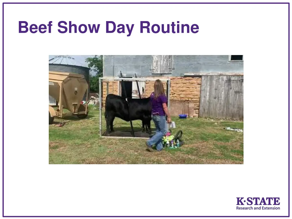 beef show day routine