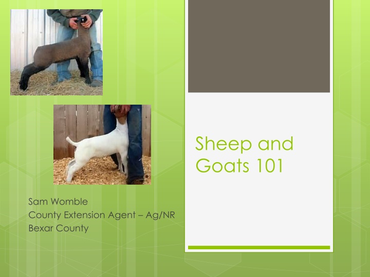 sheep and goats 101