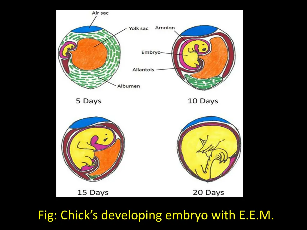 fig chick s developing embryo with e e m