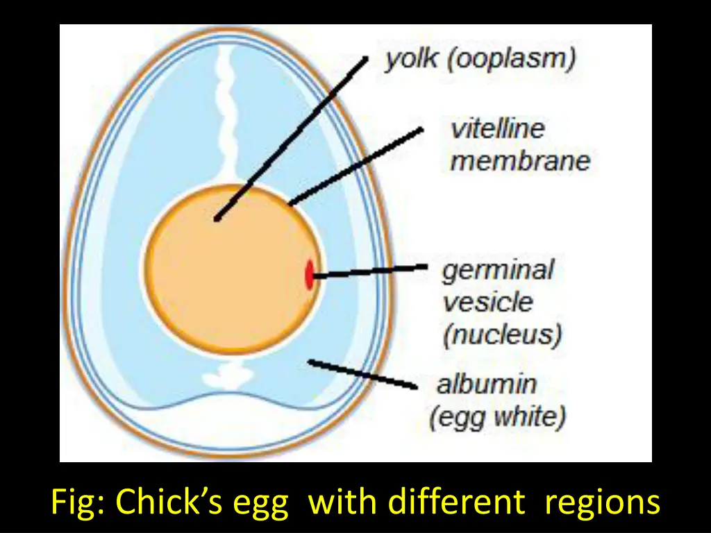 fig chick s egg with different regions