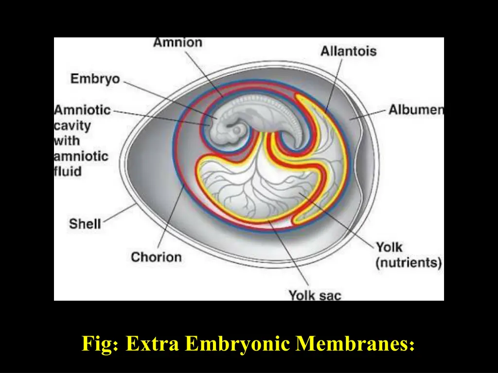 fig extra embryonic membranes