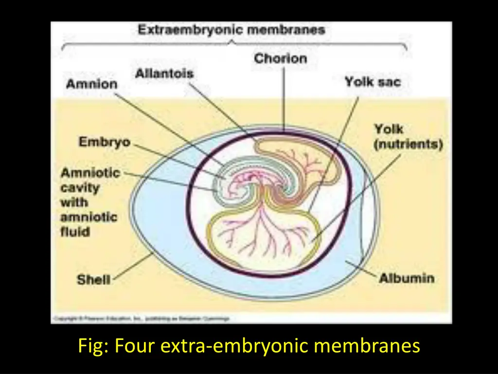 fig four extra embryonic membranes