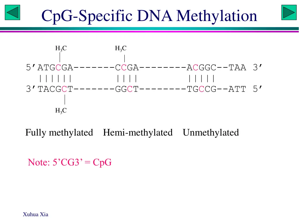 cpg specific dna methylation 1