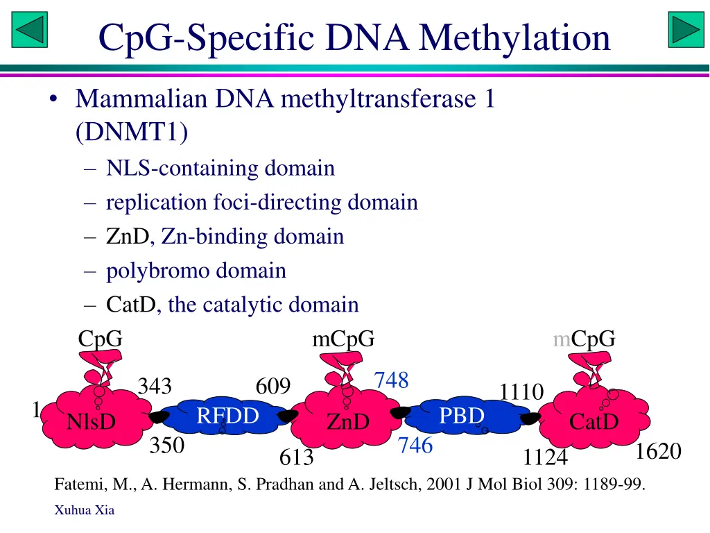 cpg specific dna methylation