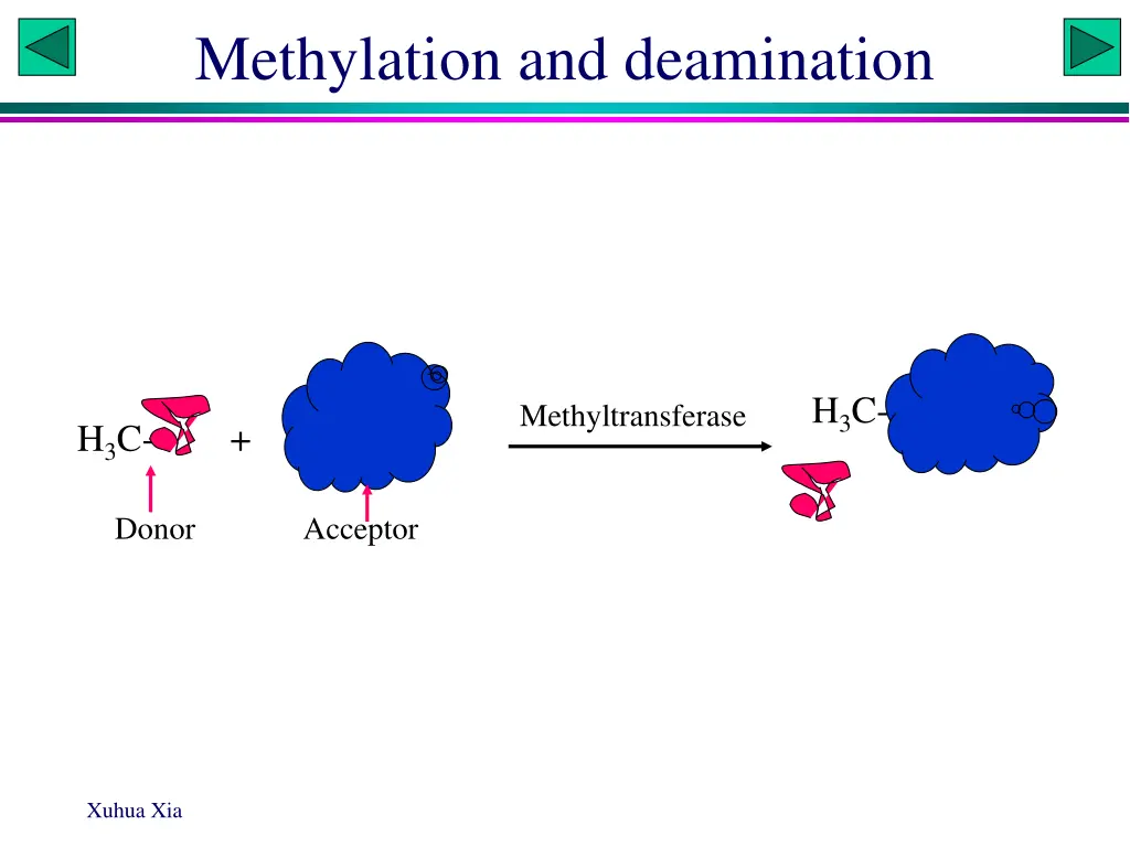 methylation and deamination