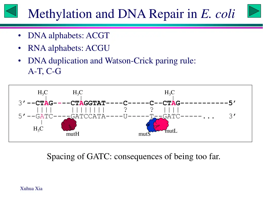 methylation and dna repair in e coli