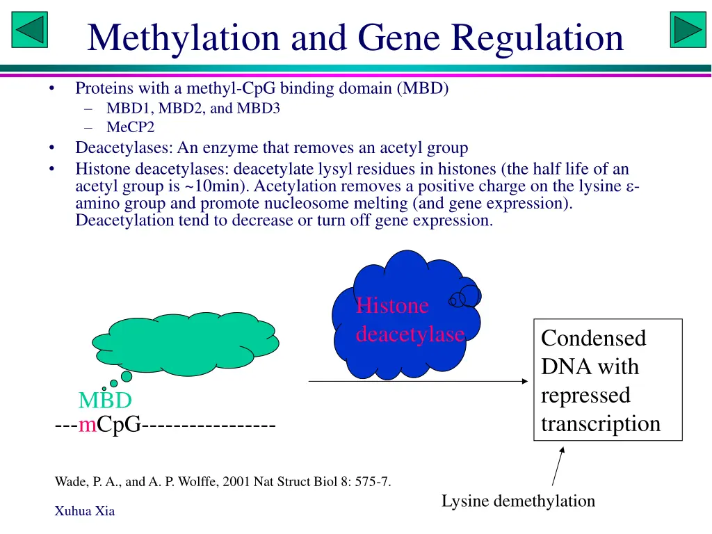 methylation and gene regulation