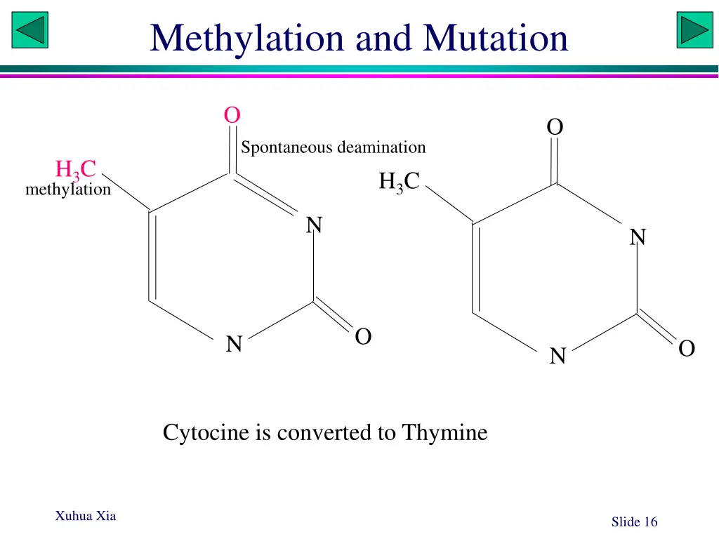 methylation and mutation