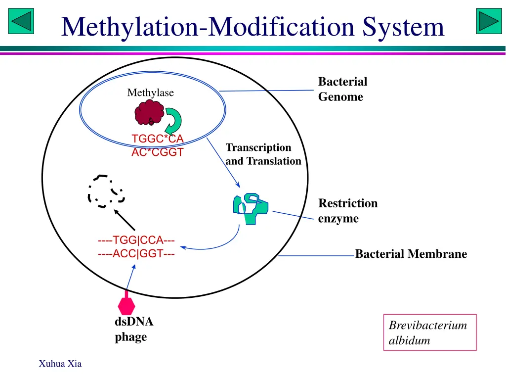 methylation modification system