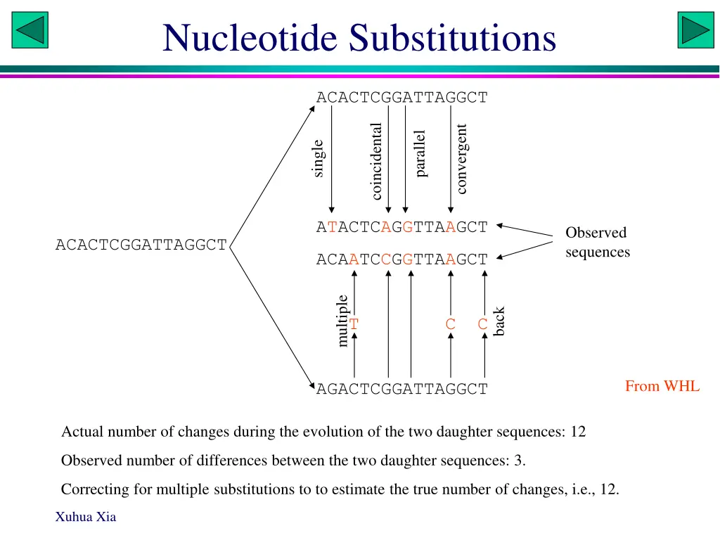 nucleotide substitutions