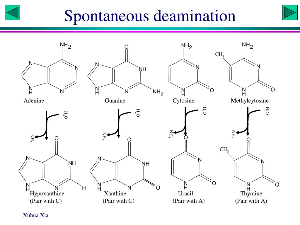 spontaneous deamination