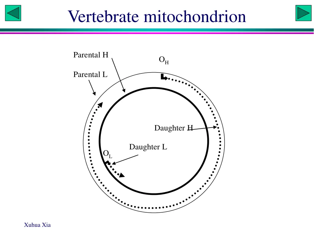 vertebrate mitochondrion