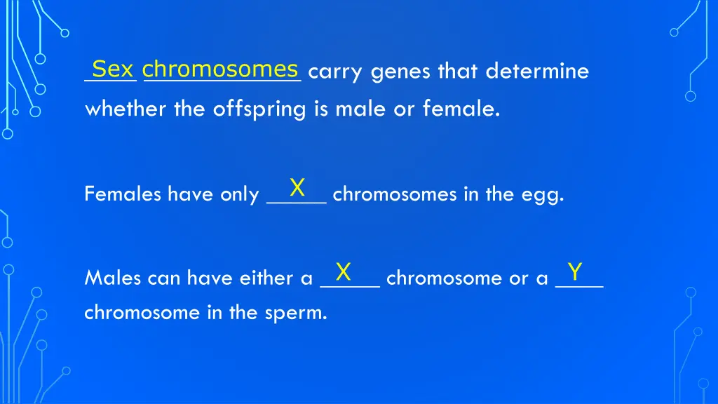 sex chromosomes