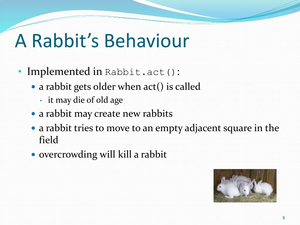 a rabbit s behaviour