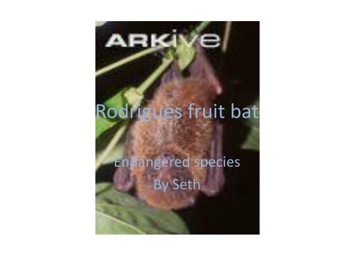 rodrigues fruit bat