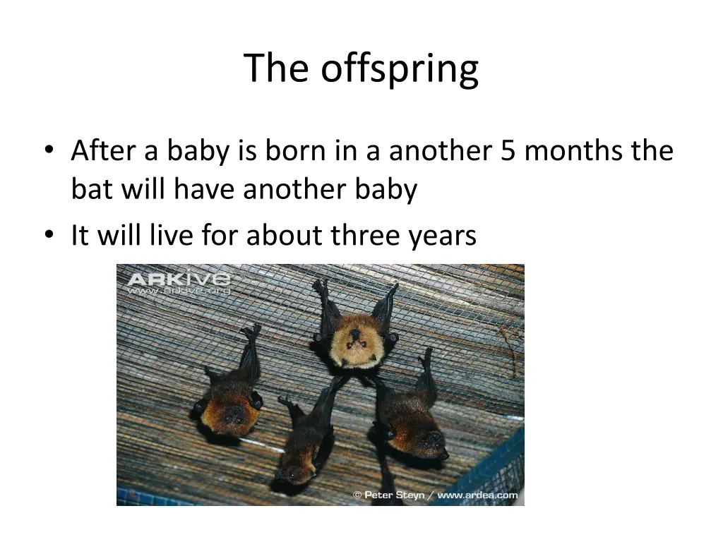 the offspring