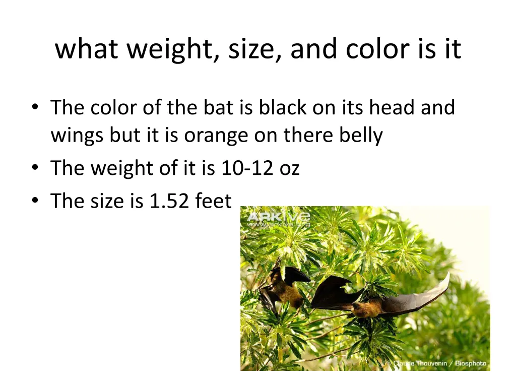 what weight size and color is it