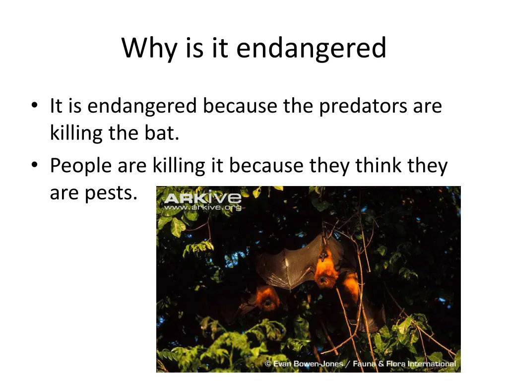 why is it endangered