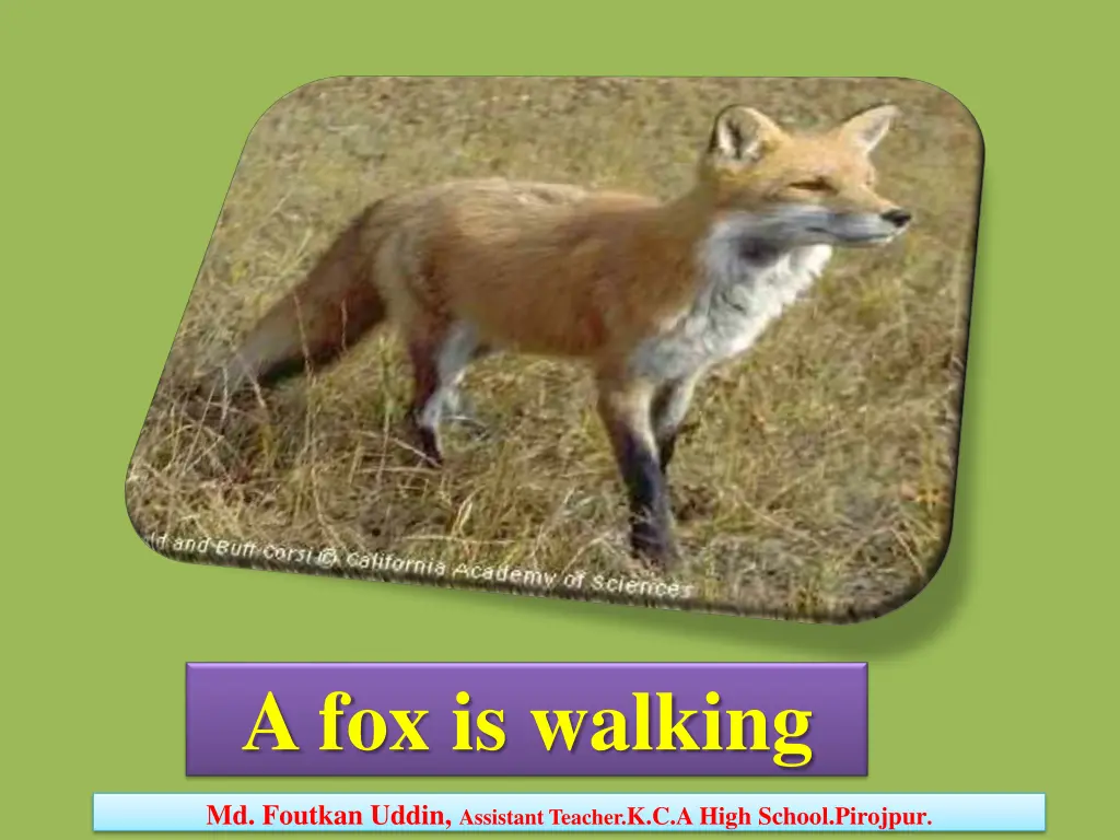 a fox is walking