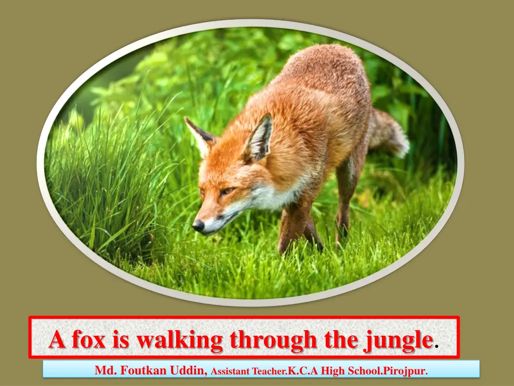 a fox is walking through the jungle