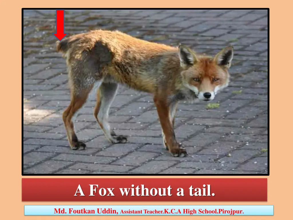 a fox without a tail