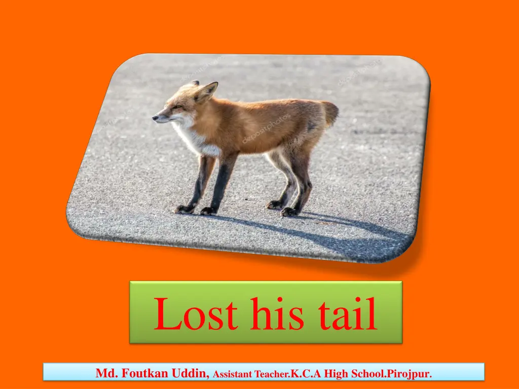 lost his tail