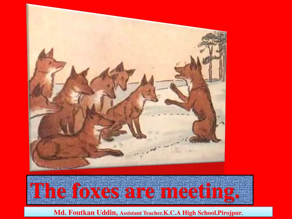 the foxes are meeting