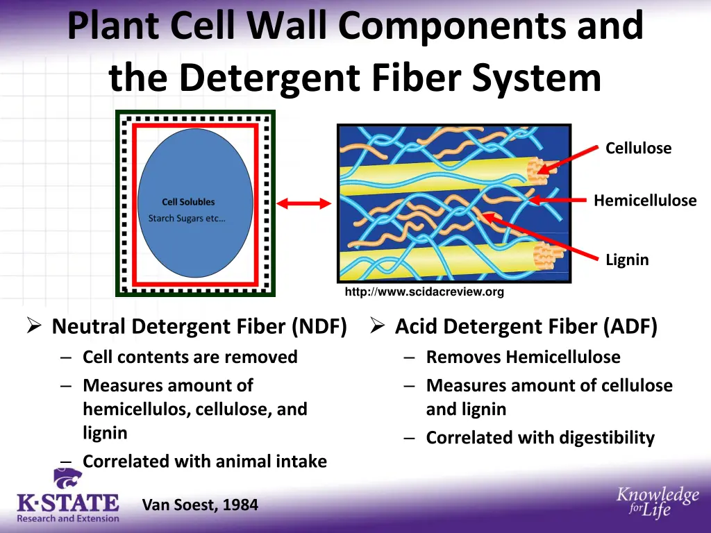 plant cell wall components and the detergent