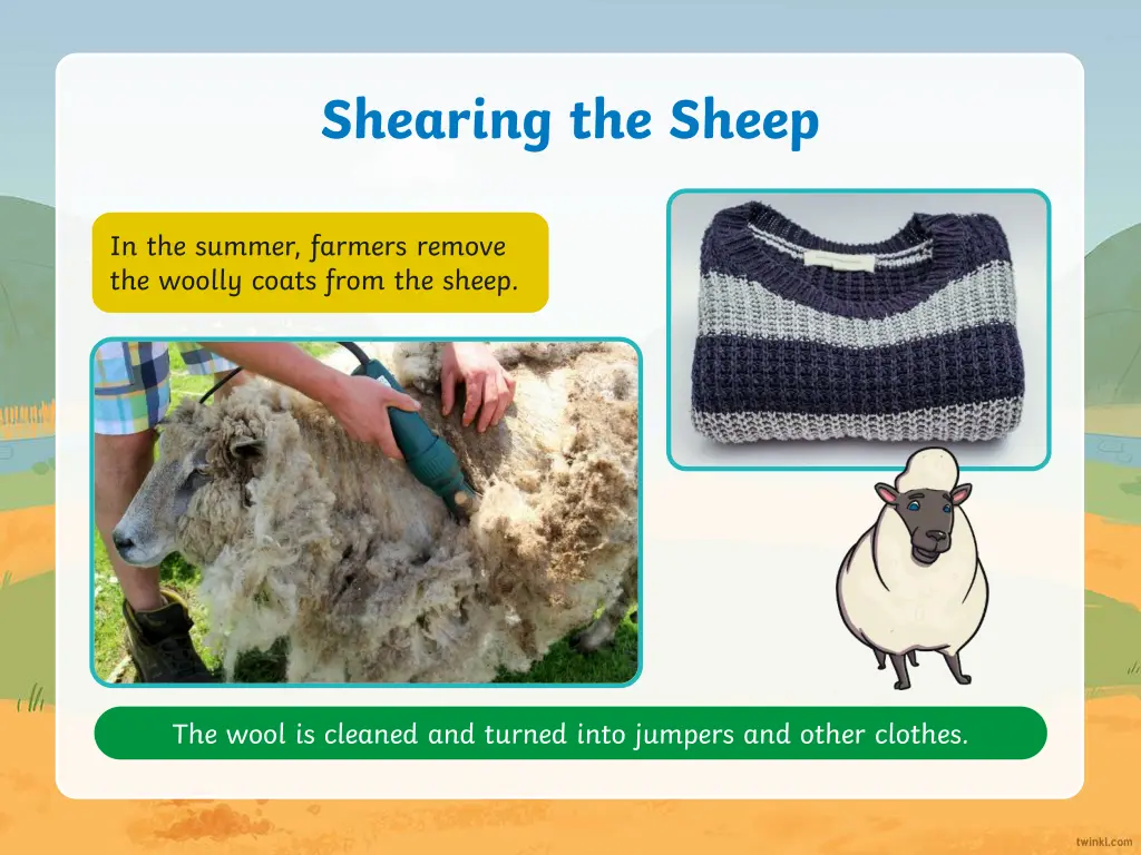 shearing the sheep