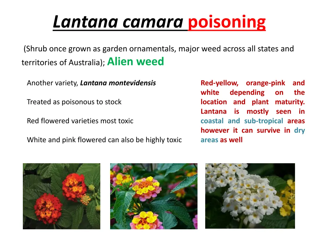 lantana camara poisoning