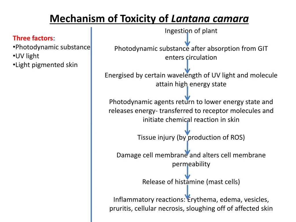 mechanism of toxicity of lantana camara