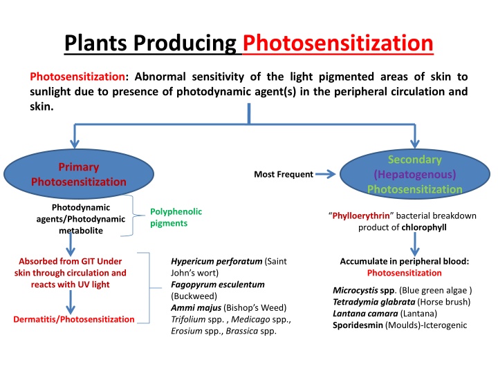 plants producing photosensitization