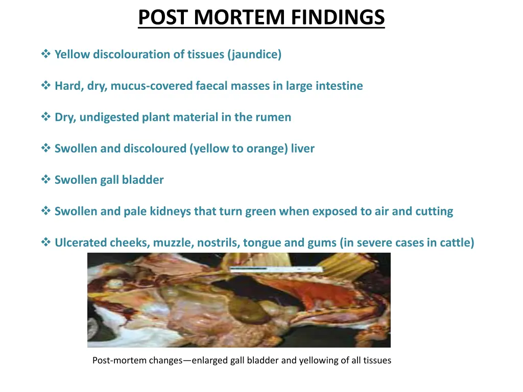 post mortem findings