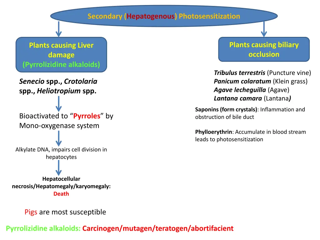 secondary hepatogenous photosensitization