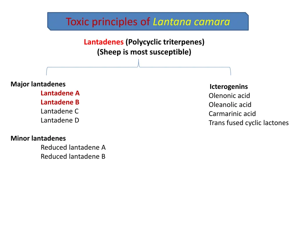 toxic principles of lantana camara