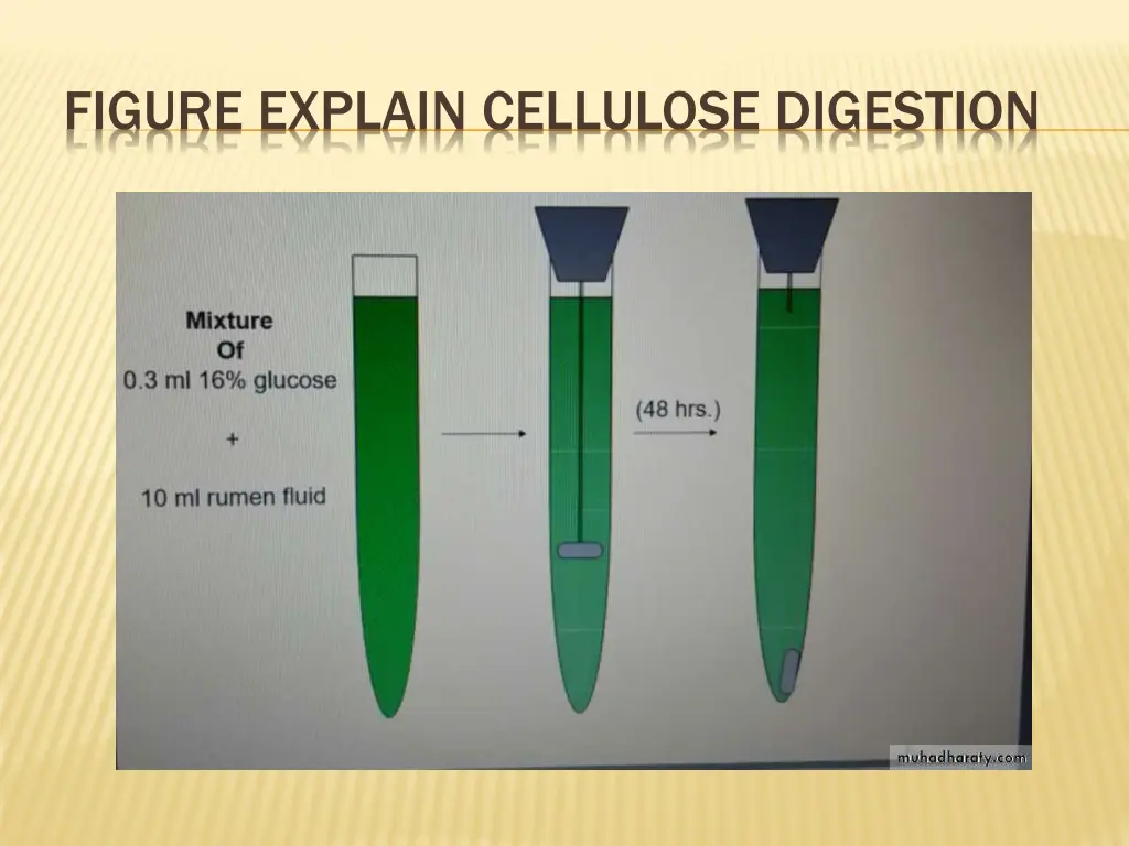 figure explain cellulose digestion