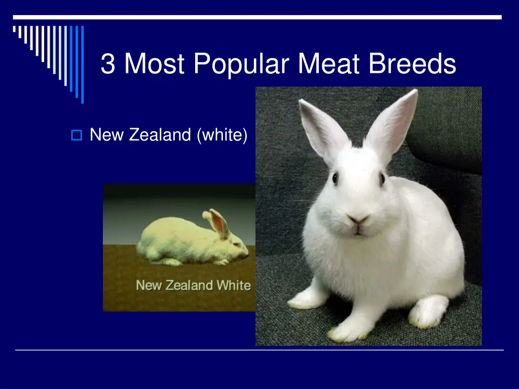 3 most popular meat breeds