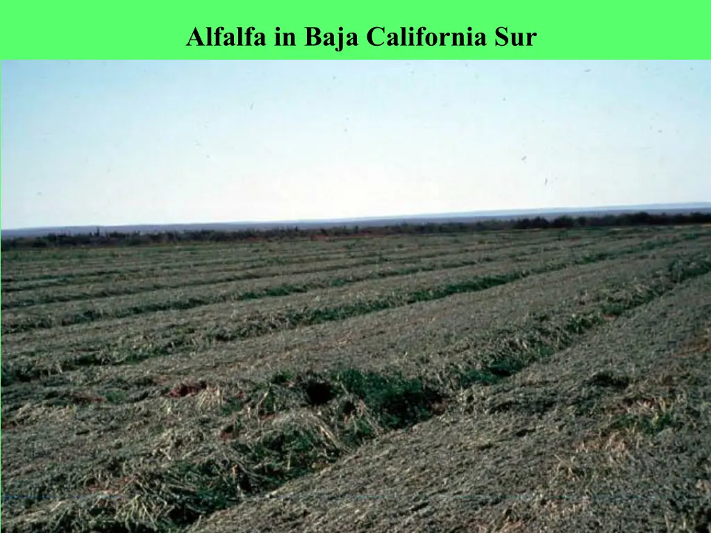 alfalfa in baja california sur