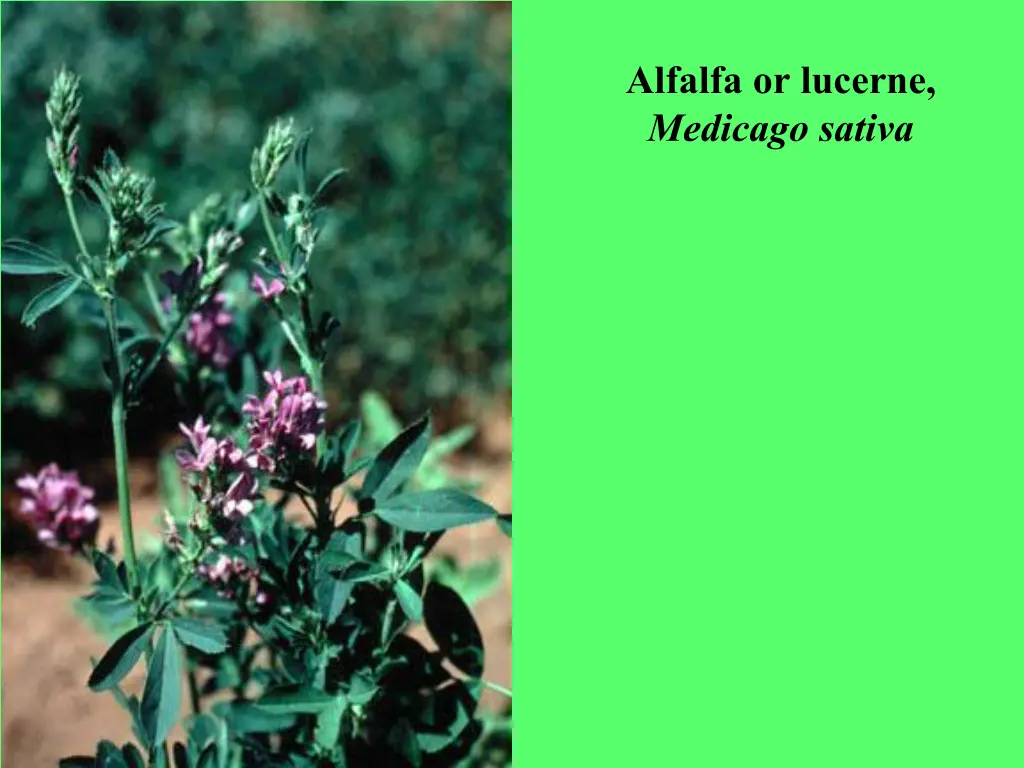 alfalfa or lucerne medicago sativa