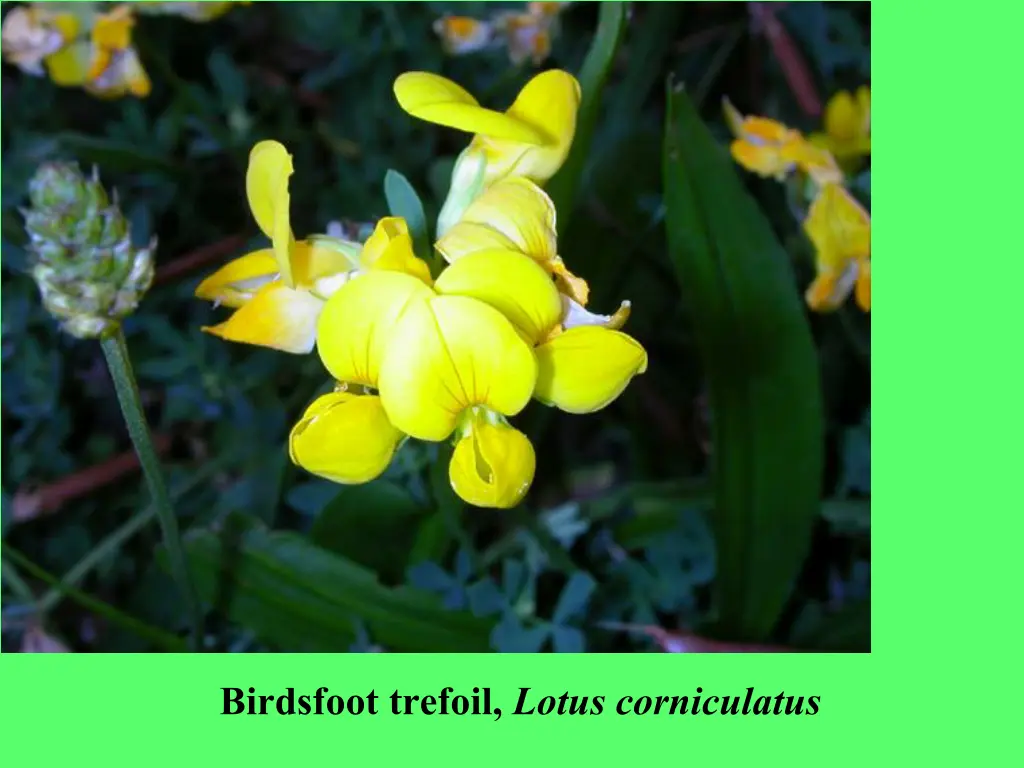 birdsfoot trefoil lotus corniculatus