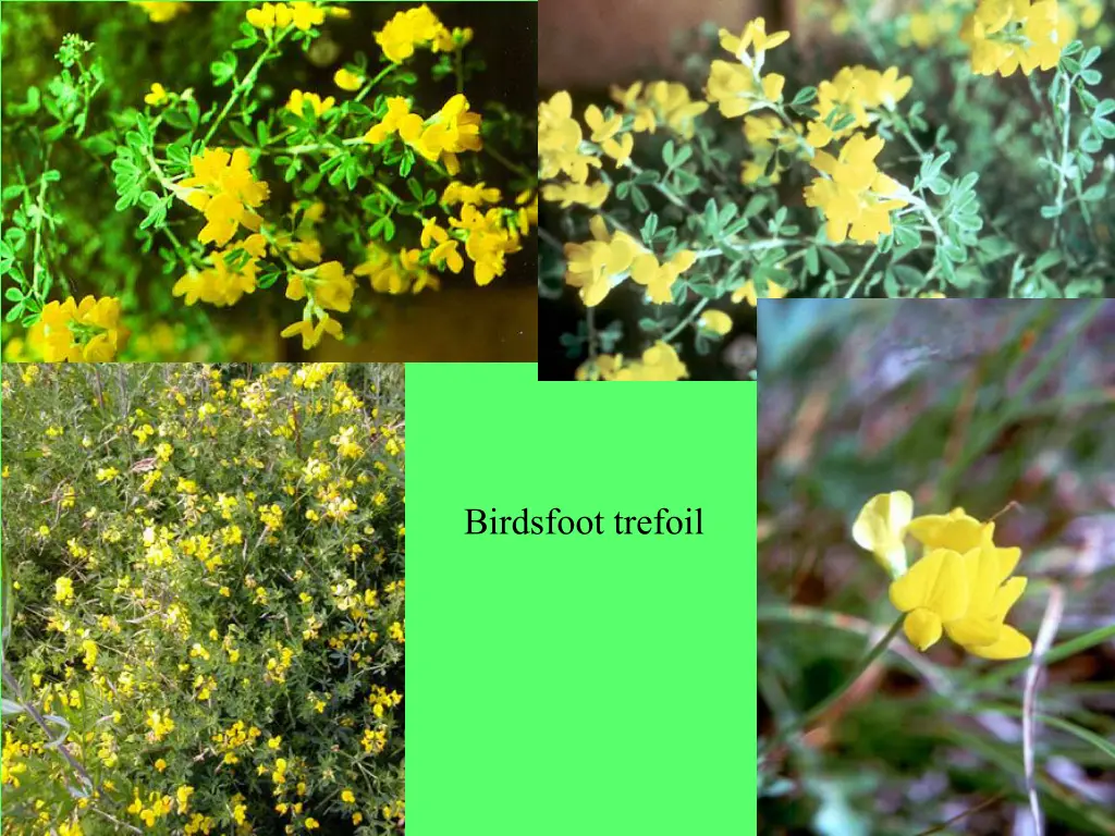 birdsfoot trefoil