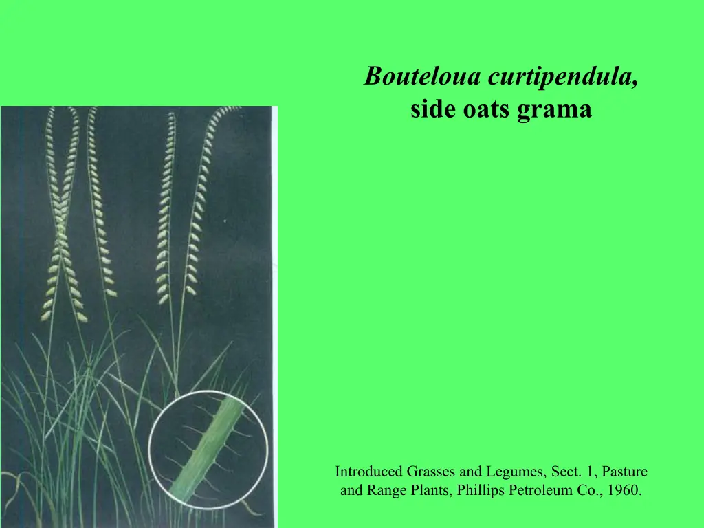 bouteloua curtipendula side oats grama