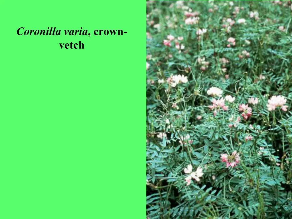 coronilla varia crown vetch