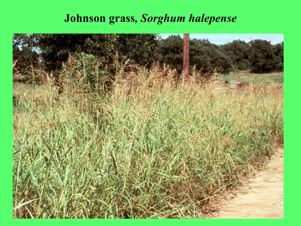 johnson grass sorghum halepense