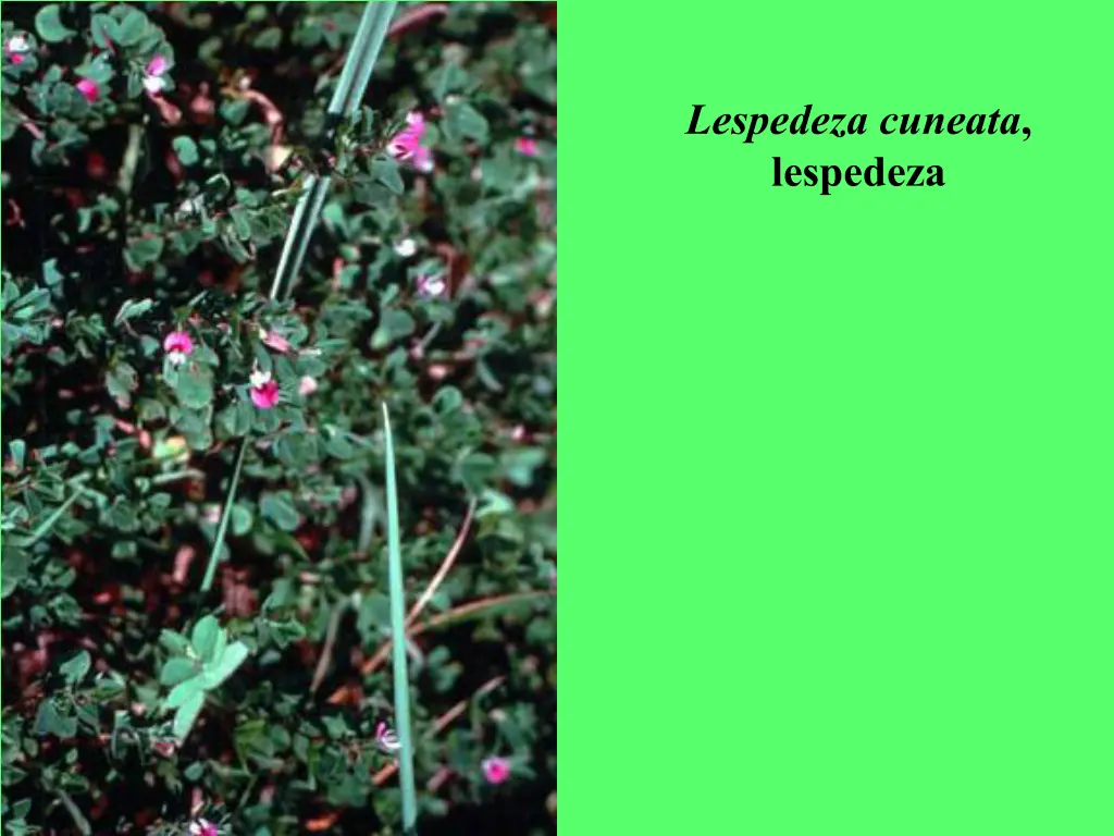 lespedeza cuneata lespedeza