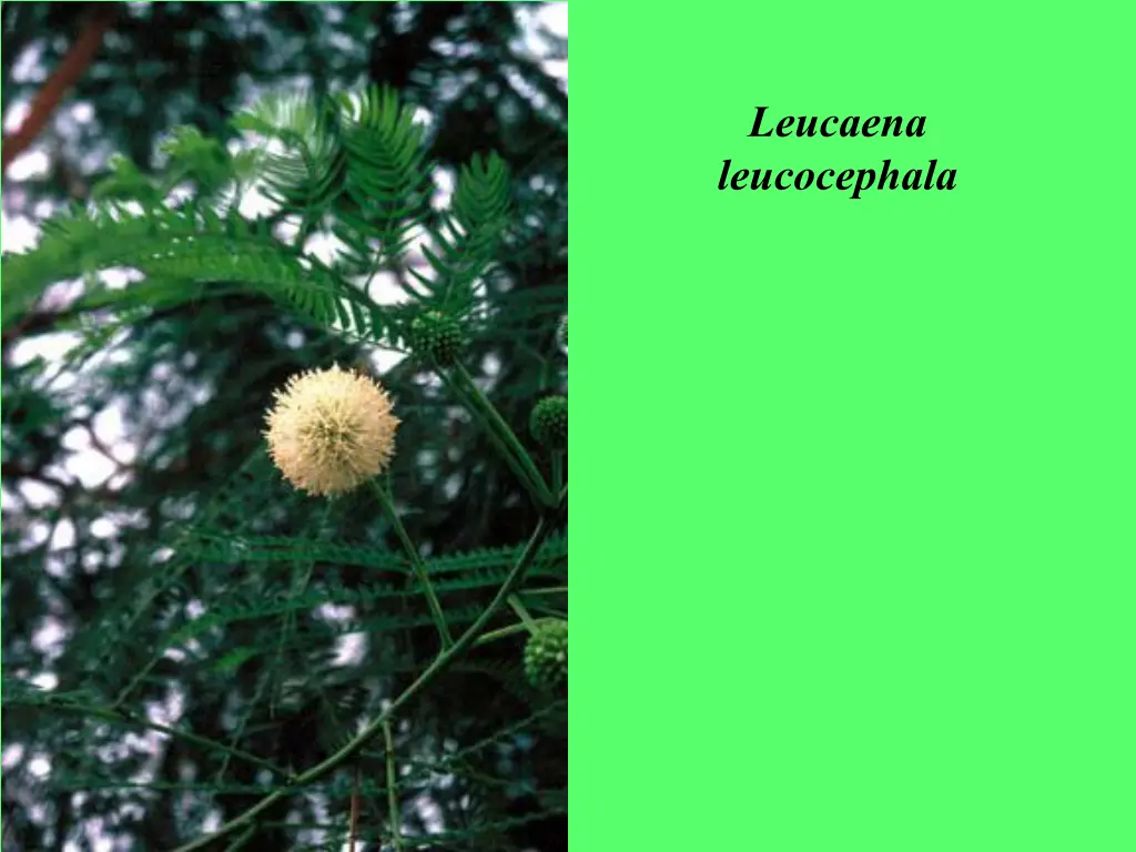 leucaena leucocephala