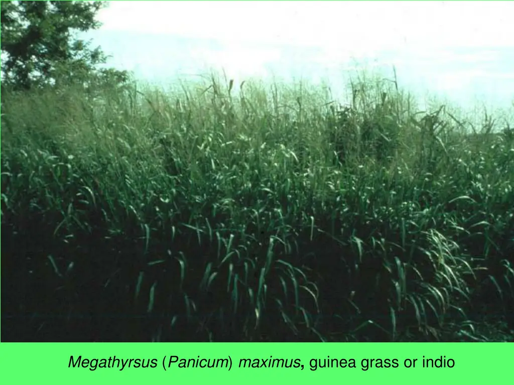 megathyrsus panicum maximus guinea grass or indio