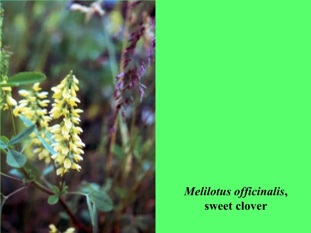 melilotus officinalis sweet clover