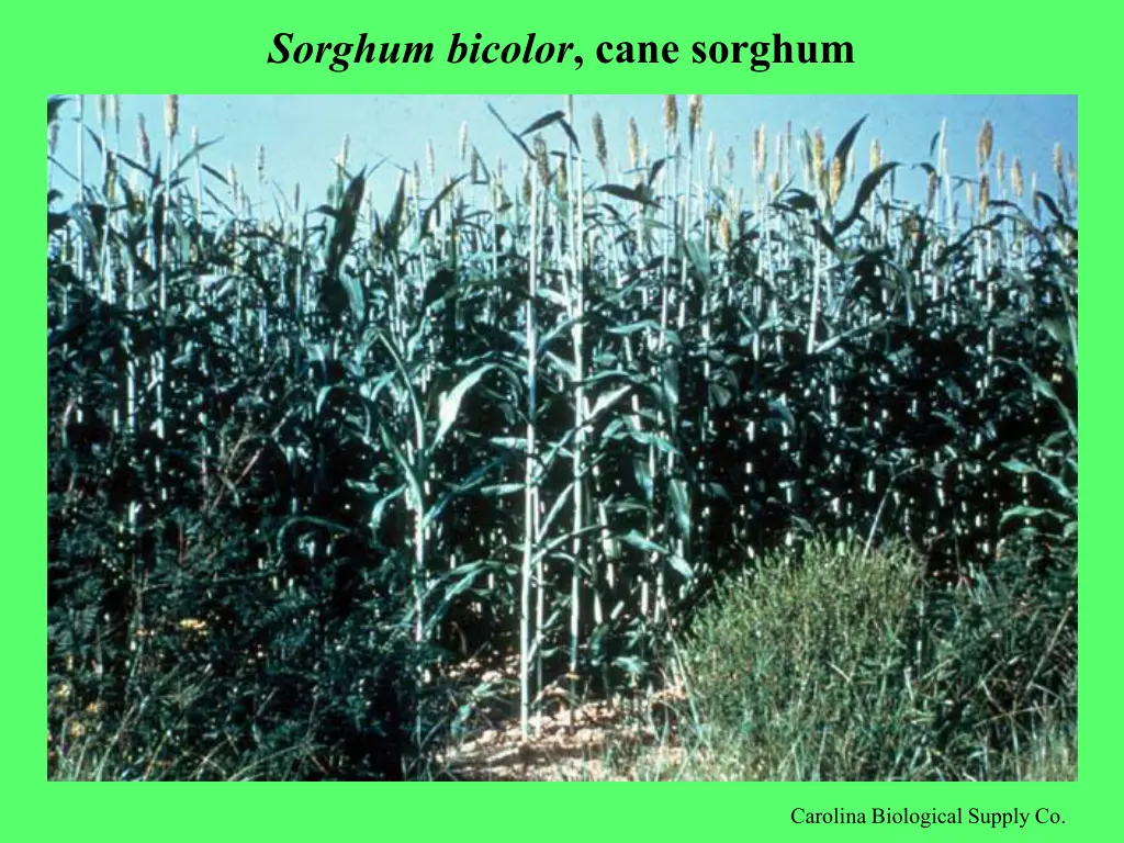 sorghum bicolor cane sorghum