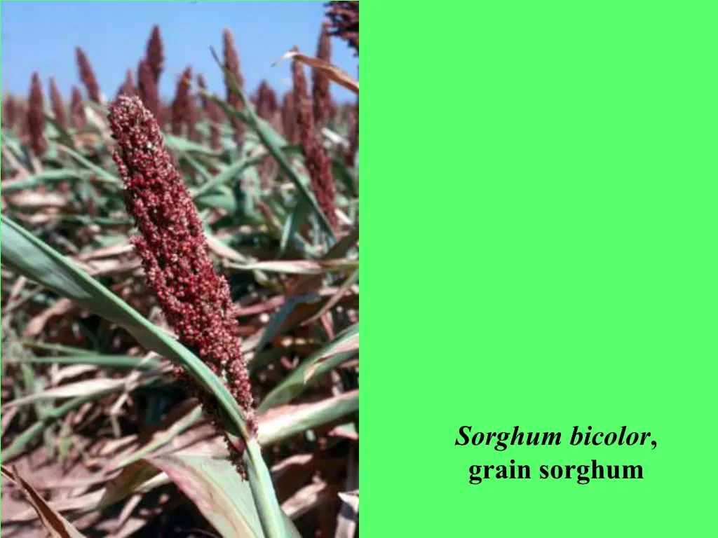 sorghum bicolor grain sorghum